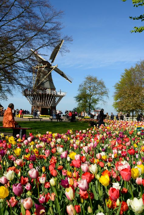 Keukenhof Gardens, Photo Styles, Pinterest Contest, Holland Netherlands, Netherlands Travel, Colorful Life, Places Of Interest, Travel Europe, Travel Goals