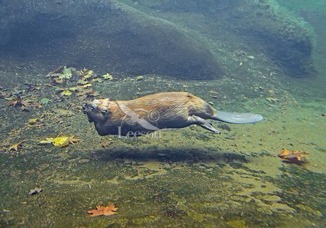 Beaver Underwater, Beaver Swimming, North American Beaver, Swimming Underwater, Animal Inspiration, The Den, Awesome Animals, Animals Images, Otters