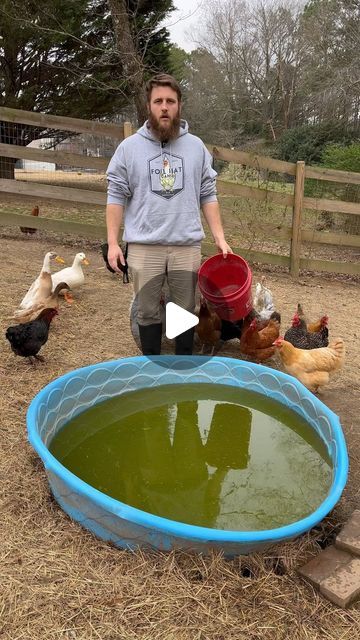 Come empty out the duck pool with me 

#homestead #homesteader #raisingchickens #raisingducks #duckpool #gardening | Instagram Stock Tank Duck Pond, Duck Pool, Raising Ducks, Future Farms, Duck Pond, Stock Tank, Living Off The Land, Raising Chickens, The Duck