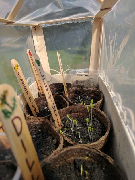 Use popsicle sticks and plastic to make a neat little green house for your plants this spring! Popsicle Stick Trellis, Popsicle Stick Greenhouse, Preschool Greenhouse, Miniature Greenhouse Diy Doll Houses, Miniature Greenhouse Dollhouse, Popsicle Crafts, Stick Crafts, Popsicle Stick Crafts, Popsicle Stick