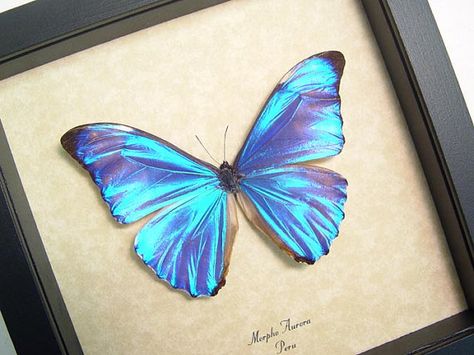 RealButterflyGifts Butterfly Tats, Gorgeous Butterflies, Framed Butterflies, Framed Butterfly, Tattoo Butterfly, Butterfly Blue, Flower Sleeve, Ancient Statues, Butterfly Printable