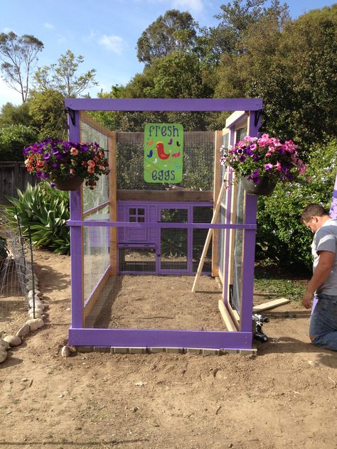 The purple palace chicken coop...costco chicken coop with custom extended run Purple Chicken Coop, Shed Chicken Coop, Chicken Coop And Run, Purple Palace, Coop And Run, Costco Chicken, Backyard Coop, Cute Chicken Coops, Bunny Hutch