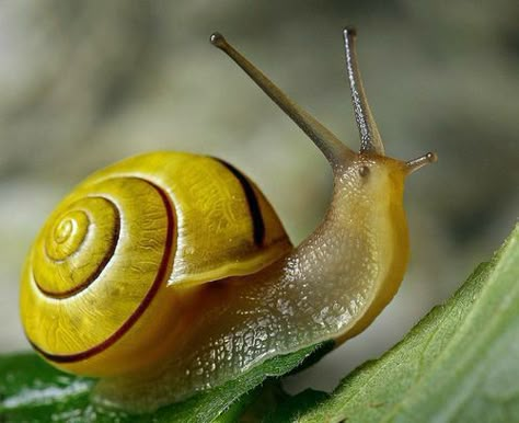 Forest Neighborhood, Snail Decor, Roman Snail, Snail Image, Apple Snail, Snail Art, Shell House, Cool Bugs, British Wildlife