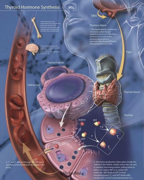 Thyroid Hormone Synthesis. . . Thyroid hormones are two hormones produced and released by the thyroid gland, namely triiodothyronine (T3)… Basic Anatomy And Physiology, Medical Student Study, Nursing School Survival, Medical School Motivation, Medical Facts, Medical School Studying, Medical School Essentials, Human Anatomy And Physiology, Medical Anatomy