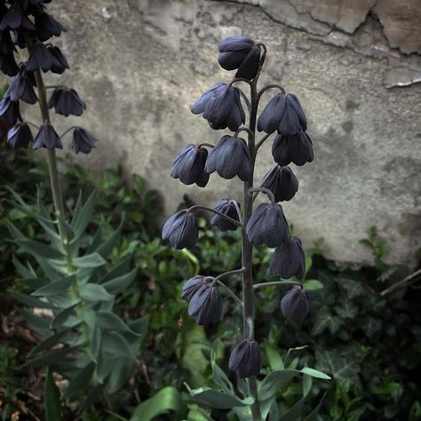 Persian Lily, Black Dragon Wisteria, Wisteria Black Dragon, Fritillaria Persica, Lysimachia Atropurpurea 'beaujolais', Planting Herbs, Dream Garden, Persian, Herbs