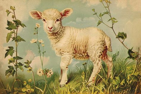 16 Sheep Images! - The Graphics Fairy Vintage Lamb Illustration, Sheep Images, Lamb Illustration, Lamb Pictures, Ali Kay, Sheep Clipart, Vintage Lamb, Sheep Illustration, Nursery Pictures