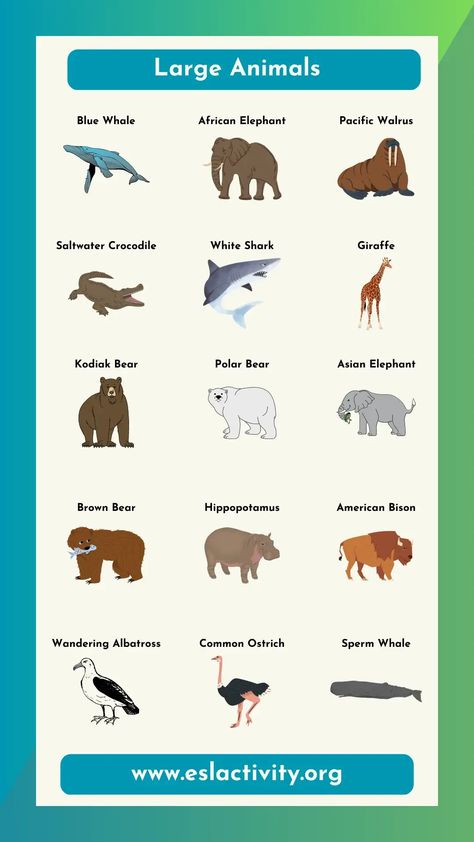 Check out this large animal names chart and guide. It's easier than ever to learn the names of the largest animals on Earth in English with this guide. #learnenglish #learningenglish #english #vocab #vocabulary #englishvocab #englishvocabulary #toefl #toeic #ielts #animal #animals #whale #big #large Biggest Animals In The World, Animals Chart, Animals Name In English, Teach English To Kids, Esl Teaching Resources, Esl Lesson Plans, Animal Names, Living In China, Teaching Esl