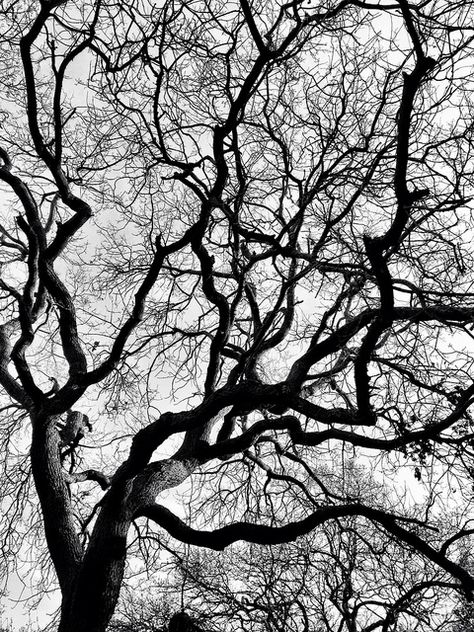 A web of branches Branches Aesthetic, Branch Aesthetic, Tree Branch Photography, Tree Drawings, Mother Earth Art, Future Islands, Famous Trees, Landscape Pencil Drawings, Dark Tree