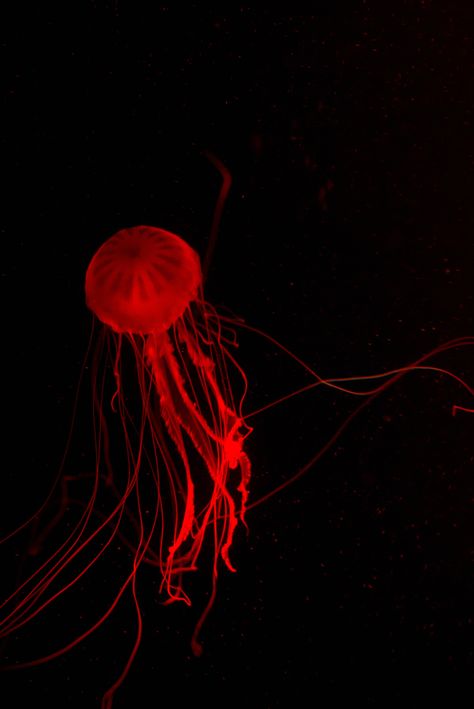 Red Jellyfish Aesthetic, Red Jellyfish Wallpaper, Red Jellyfish, Red Widget, Red Stuff, Amazing Wallpaper, I See Red, Deep Sea Creatures, Paper Ideas