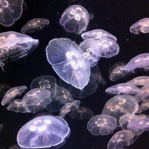 Jellyfish Aethestic, Jellies Aesthetic, Profile Picture Cute, Jellyfish Aesthetic, Moon Jellyfish, Sea Jellies, Princess Jellyfish, Long Flight, Fotografi Vintage