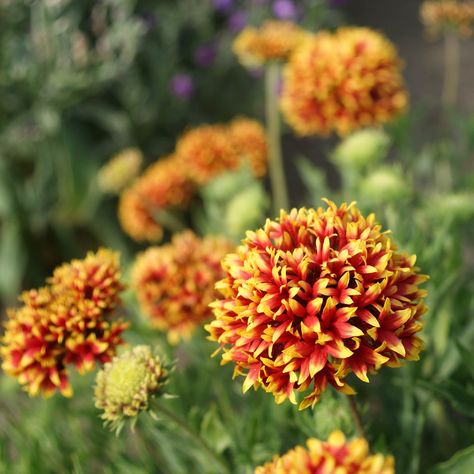 Gaillardia Pulchella Sundance Bicolor Drought Tolerant Garden Flower Plant Seeds Gaillardia Flower, Gaillardia Pulchella, Flower Seedlings, Blanket Flower, Drought Tolerant Garden, Plant Seeds, Wildlife Gardening, Plant Painting, Garden Living