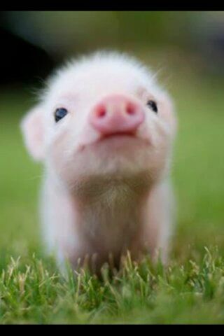 So cute! Teacup Pig, Teacup Pigs, Chibi Body, Fake Animals, Söt Katt, Pet Pigs, Baby Pigs, Cutest Animals, Cute Pigs