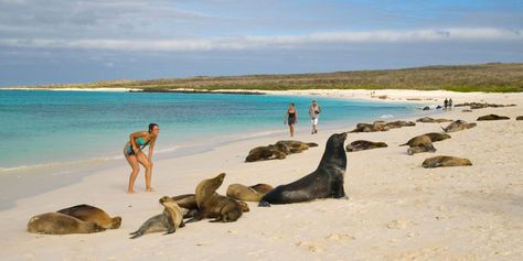 Las Galápagos: archipiélago del Ecuador y excepcional patrimonio natural - Revista Rupturas Islas Galapagos Ecuador, Galapagos Shark, Galapagos Ecuador, Best Beaches In The World, Marine Turtle, Galapagos Tortoise, Ecuador Travel, Galapagos Islands, Beaches In The World