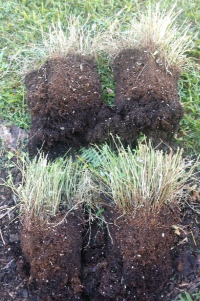 Dividing Ferns In The Fall - How To Split, Repot & Overwinter Ferns Inside Overwinter Ferns, Dividing Ferns, Hanging Ferns, Potted Ferns, Ferns Care, How To Split, Ferns Garden, Winter Care, Overwintering