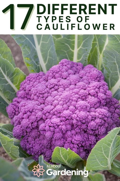 Multi Color Cauliflower Recipes, Growing Cauliflower In Containers, How To Cook Purple Cauliflower, Cauliflower Companion Plants, Zone 9 Gardening, Cauliflower Plant, Garden Checklist, Winter Vegetables Gardening, Winter Crops