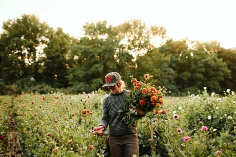 Guide to Maine's Flower Farms - Decor Maine Maine Gardens, Flower Farms, Herb Farm, Cape Elizabeth, University Of Maine, Flower Cart, Flower Farmer, Farm Market, Garden Guide