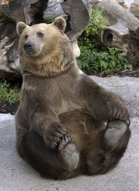 Grizzly Bears, Bear Carving, Data Management, Bear Pictures, Bear Paws, Direct Mail, Silly Animals, Bear Art, Grizzly Bear