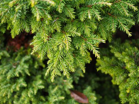 Hemlock Tree, Canadian Hemlock, Side Yard Landscaping, Backyard Landscape, Garden Shrubs, Garden Trees, Tree Farms, Pine Trees, Trees And Shrubs