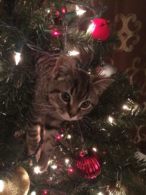 Kitten in a Christmas tree!! Cat In Christmas Tree, Halloween Costumes Cat, Baby Cats Cute, Halloween Costume Cat, Cats Halloween, Cats Christmas, Food Cat, Cat Christmas Tree, Christmas Kitten