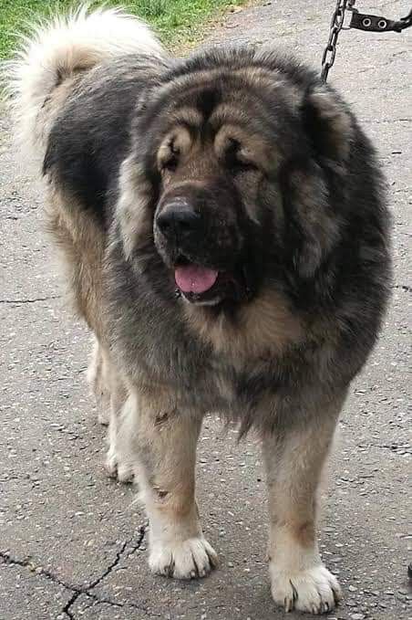 Mountain Caucasian Dog, Livestock Dogs, Caucasian Dog, Livestock Guardian Dog Breeds, Hell Hounds, Caucasian Shepherd, Livestock Guardian Dog, Livestock Guardian, Caucasus Mountains