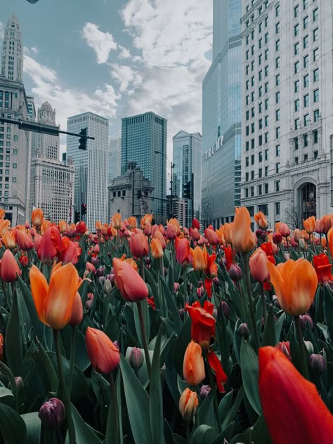 #chicago #windycity #aesthetic #flowers #tulips Chicago Spring, Flowers Tulips, Aesthetic Flowers, Spring Wallpaper, Windy City, 2025 Vision, Flower Field, Phone Backgrounds, Pumpkin Patch