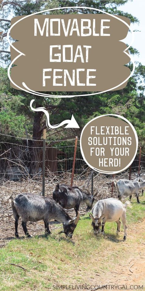 Looking for an easy and effective way to fence in your goat herd? Check out this article that explains the different types of moveable fencing options, from polywire and tape to portable panels or electric fences. Read up now to find the best solution for keeping your goats safe and secure! Goat Fencing, Goat Fence, Goat Playground, Steel Fence Panels, Different Types Of Fences, Keeping Goats, Goat Shed, Fencing Options, Pet Goat