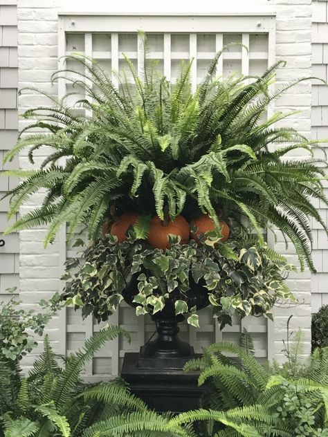 Gorgeous outdoor fall decor with fern, pumpkins, and ivy in urn Fall Container Plants, Gemüseanbau In Kübeln, Fall Container Gardens, Fall Containers, Container Gardening Flowers, Fall Decor Inspiration, Garden Urns, Fall Planters, Garden Wallpaper