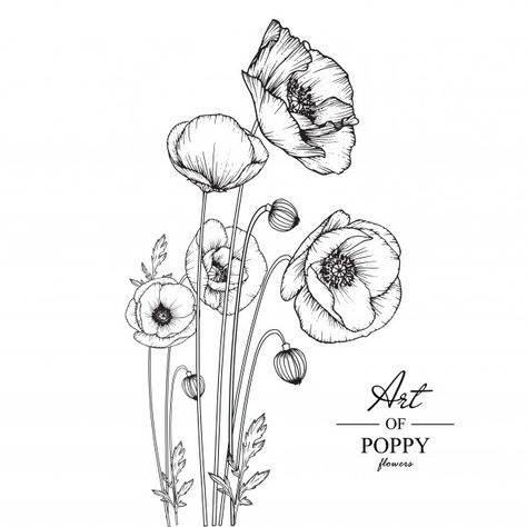 Poppy leaf and flower drawings. Premium ... | Free Vector #Freepik #freevector #background #flower #vintage #card Poppy Ink Drawing, Poppy Leaf, Hur Man Ritar Blommor, Poppy Flower Drawing, Micron Pen Art, Poppies Flower, Flower Sketch, Botanical Line Drawing, Poppy Drawing