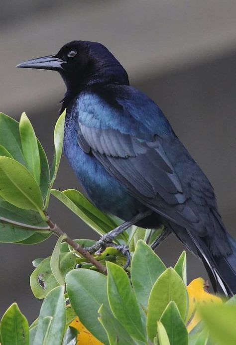 Common Crackle Bird with iridescent colors in Flordia mangroves Common Grackle Bird, Grackle Bird, Cool Birds, Reference Images, Bird Art, Art Lessons, Painting Ideas, Art Ideas, Birds