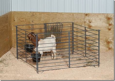 Goat Birthing Pen, Goat Kidding Stall, Goat Kidding Pen, Diy Goat Shelter, Keeping Sheep, Goat Pens, Breeding Goats, Goat Ideas, Sheep Barn