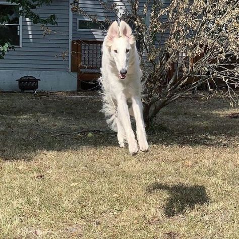 Russian Wolfhound, Borzoi Dog, Long Dog, Pet Organization, Puppy Images, Silly Dogs, Silly Animals, Long Neck, Dog Drawing