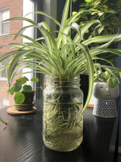 30 Stunning Pictures of Plants in a Jar | Balcony Garden Web Plants In A Jar, Water Plants Indoor, Plants Grown In Water, Tanaman Air, Pictures Of Plants, Plant In Glass, Plants In Jars, Indoor Water Garden, نباتات منزلية