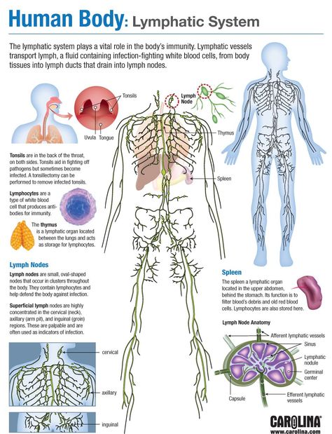 Human Body: Lymphatic System | Carolina.com Human Body System, Medical Terminology Study, Anatomy Notes, Human Physiology, Sistem Saraf, Body Facts, Human Body Facts, Human Biology, Basic Anatomy