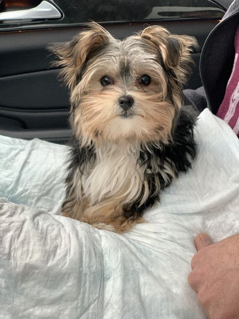 Morkie puppy Morkie Puppy, Morkie Puppies, Zootopia, Yorkie, Cute Dogs, Cute Animals, Puppies, Dogs, Animals