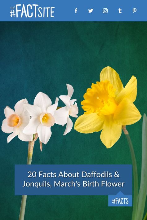 Enjoy the magic of March as we unravel the secrets behind daffodils and jonquils, the month's birth flowers! From their role as a Welsh symbol to their significance in Chinese New Year celebrations, these blooms have a rich cultural tapestry. Explore a compound found in daffodils used to treat Alzheimer's and delve into the Victorian era, where a bouquet of jonquils spoke volumes about one's feelings. #TheFactSite #Facts #Daffodils #Jonquils #March #BirthFlower #Flowers March Flower Daffodils, Daffodil Witchcraft, What Do You Do With Daffodils After They Bloom, Welsh Symbols, Poets Daffodil, Daffodils Flowers, Spring Daffodils, Environment Facts, March Birth Flowers