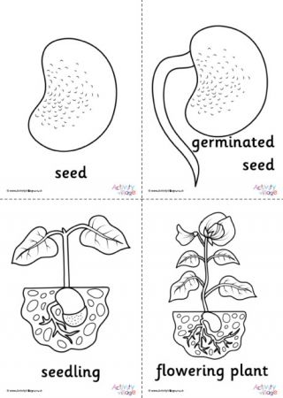 Bean Life Cycle, Life Cycle Worksheet, Plant Life Cycle Worksheet, Sea Turtle Life Cycle, Plants Kindergarten, Spring Crafts Preschool, Life Cycles Activities, Bee Coloring Pages, Bean Plant