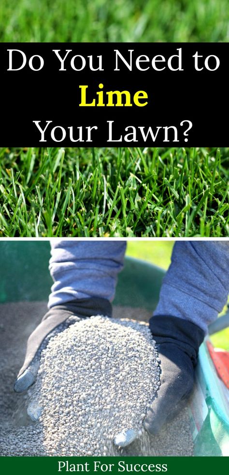 Fall Grass Maintenance, Lime For Lawns, Lime Benefits, River Backyard, Salads Vegetable, Overseeding Lawn, Lawn Renovation, Fall Lawn Care, Terrace Gardens