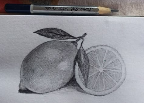 Lemon Sketch Pencil, Lemon Pencil Drawing, Easy Shading Drawing, Lemon Sketch, Still Drawing, Lemon Drawing, Basic Drawings, Still Life Sketch, Nature Objects