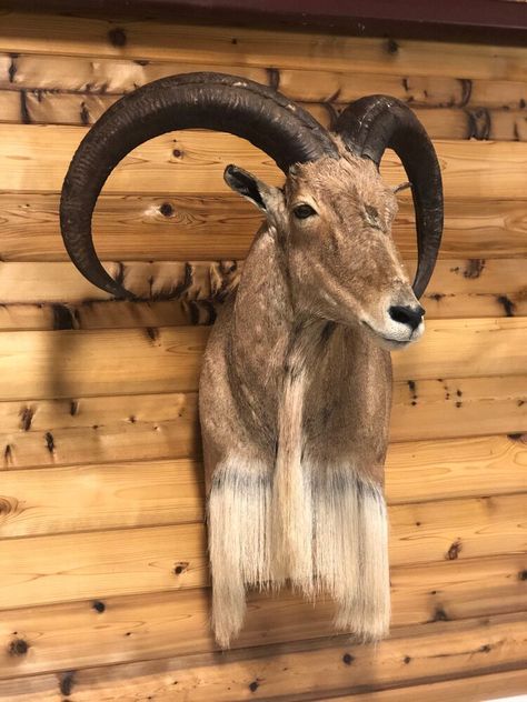 Gallery — Hill Country Taxidermy Turkey Taxidermy Mounts, Mule Deer Mounts Taxidermy, Northern Pike Mounts Taxidermy, Mountain Lion Taxidermy, Coyote Mounts Taxidermy, Mule Deer, Mountain Lion, Whitetail Deer, Texas Hill Country