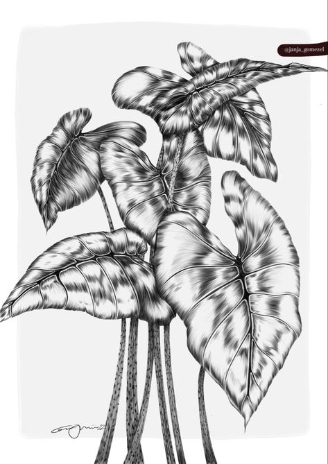 Alocasia Drawing, Alocasia Tattoo, Alocasia Illustration, Alocasia Portei, Alocasia Azlanii, Alocasia Platinum, Drawing Study, Drawing Studies, Design And Illustration