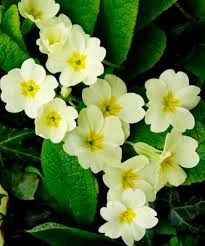 The quiet beauty of the primrose Yellow Primrose Flower, Primroses Flower, Wild Primrose, Primula Vulgaris, Buttermilk Yellow, Yellow Primrose, Primrose Flowers, Primrose Plant, Primrose Flower