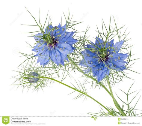 Blue Flowers Of Love-in-a-mist. Nigella Damascena. Blue Nigella, Nigella Flower, Nigella Damascena, Delphinium Plant, Larkspur Flower, Garden Flowers Perennials, Flower Cottage, Blue Cottage, Cottage Garden Plants