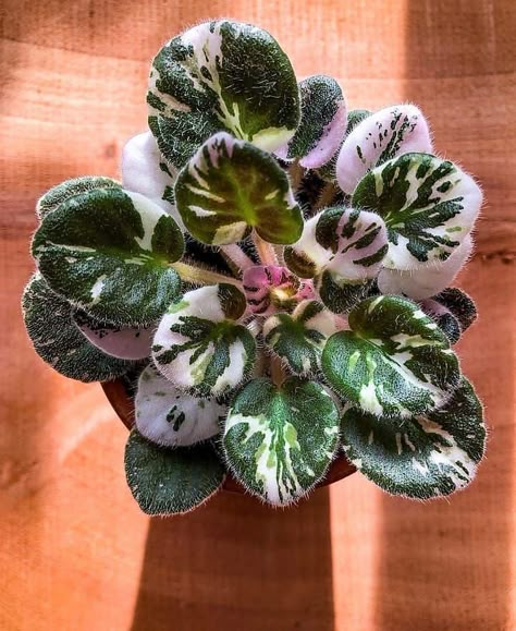 Rare House Plants, African Violets Plants, Violet Plant, Purple Plants, Plant Seedlings, Pink Plant, Plant Tags, Plant Therapy, African Violet