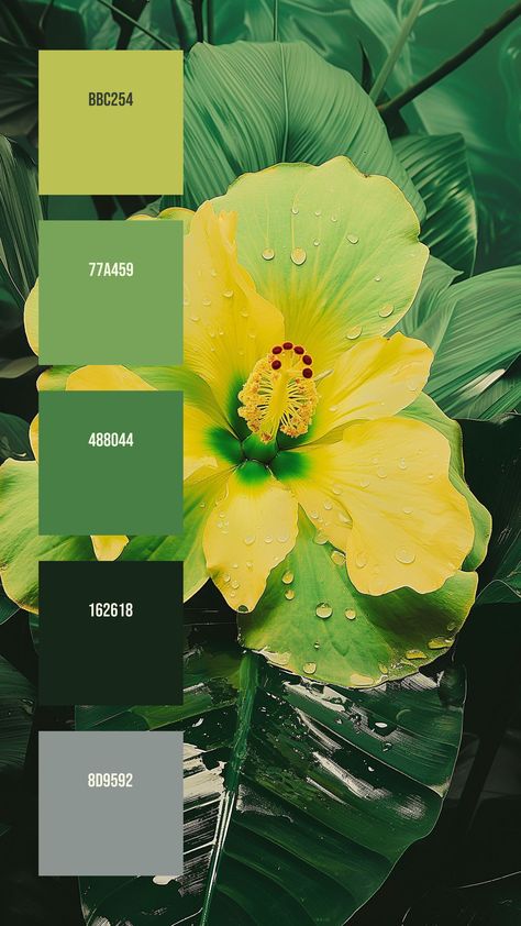 Colors:
BBC254
77A459
488044
162618
8D9592 Hibiscus Color Palette, Yellow Hibiscus Flower, Droplets Of Water, Yellow And Green Flowers, Vibrant Aesthetic, Yellow Palette, Graphic Shapes Design, Yellow Hibiscus, Hex Color Palette