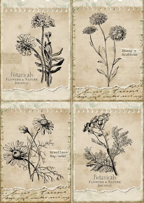 Botanical Journal Pages, Printables For Journaling, Old Paper Vintage Aesthetic, Vintage Pattern Paper, Vintage Labels Printables Free, Botanical Stickers, Botanical Sketchbook, French Ephemera, Free Vintage Printables