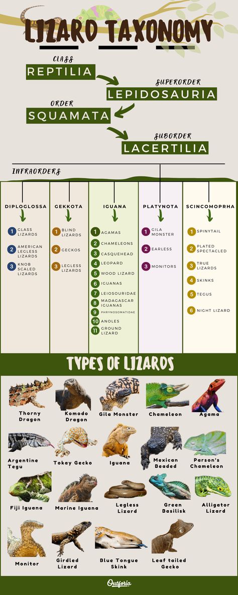 The 25 Most Amazing Types of Lizards (Names, Photos and More) - Outforia Types Of Lizards, Parsons Chameleon, Lizard Names, Basilisk Lizard, Lizard Types, Water Dragons, High Intelligence, Karma Chameleon, Marine Iguana