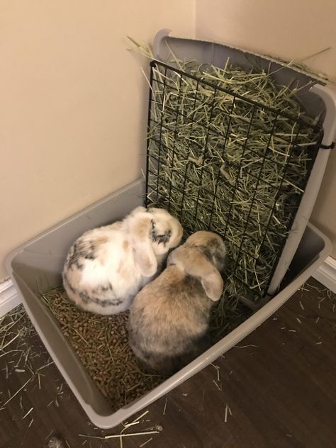 Diy Bunny Feeder, Diy Bunny Hay Feeder, Diy Rabbit Hay Feeder, Hay Feeder For Rabbits, Diy Hay Feeder, Bunny Hay Feeder, Bunny Feeder, Bunny Pen, Ikea Variera