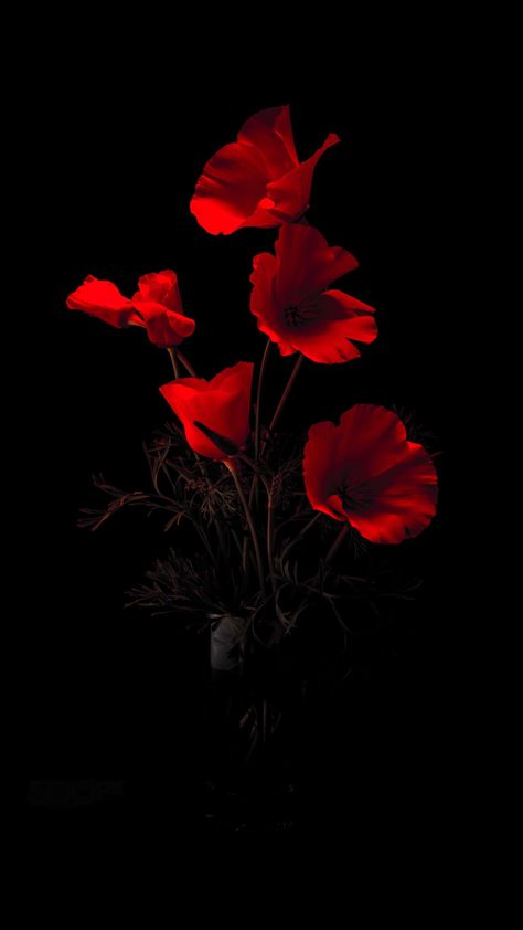 Red And Black Flowers Aesthetic, Poppy Flower Aesthetic Dark, Red Poppies Aesthetic, Poppy Aesthetic Flower, Poppy Flower Aesthetic, Poppy Aesthetic, Fav Flower, Lotus Painting, Beautiful Flowers Wallpapers