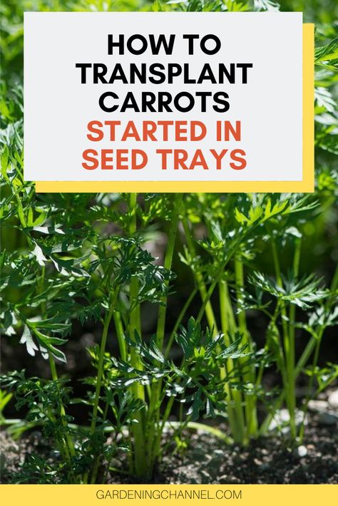 Learn how to start carrot seeds in seed trays. Follow these gardening tips to start carrot seeds to transplant. Read more for tips on transplanting carrots. #gardeningchannel #gardening #vegetablegardening #growingcarrots Carrot Seeds Planting, Diy Seedling Tray, Diy Seed Starting Tray, Growing Carrots From Seed, Carrot Seedlings, Grow Carrots, Canned Carrots, How To Plant Carrots, Fall Veggies