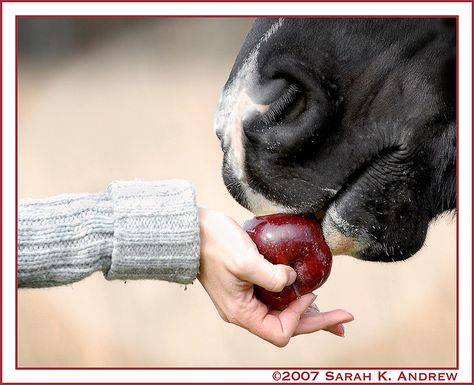 by Sarah K. Andrew All About Horses, All The Pretty Horses, Horse Crazy, Luna Lovegood, Equestrian Life, Equine Photography, Horse Life, Horse Photos, Pretty Horses